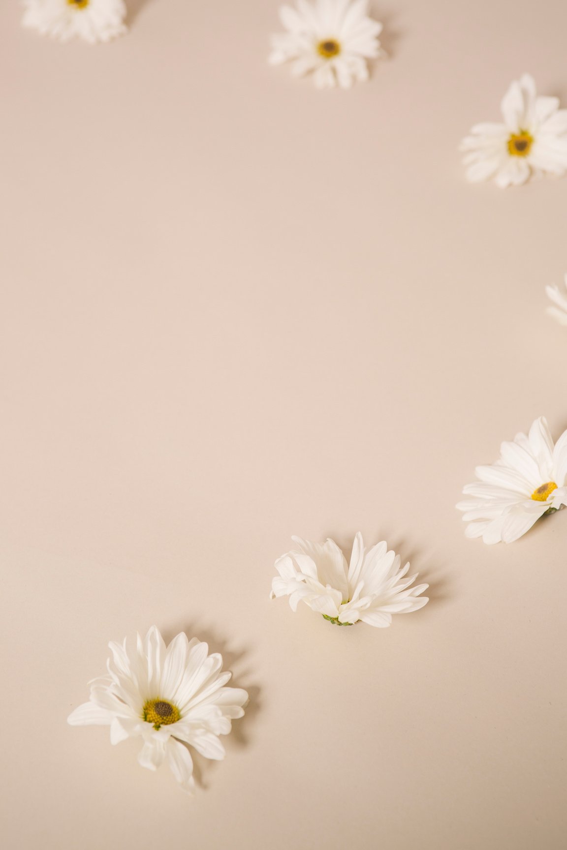 Gentle white flowers in blossom in studio